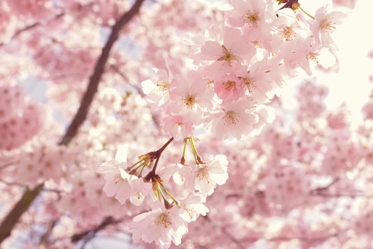 Sakura Blossoms: Celebrating Hanami and Embracing Mono No Aware