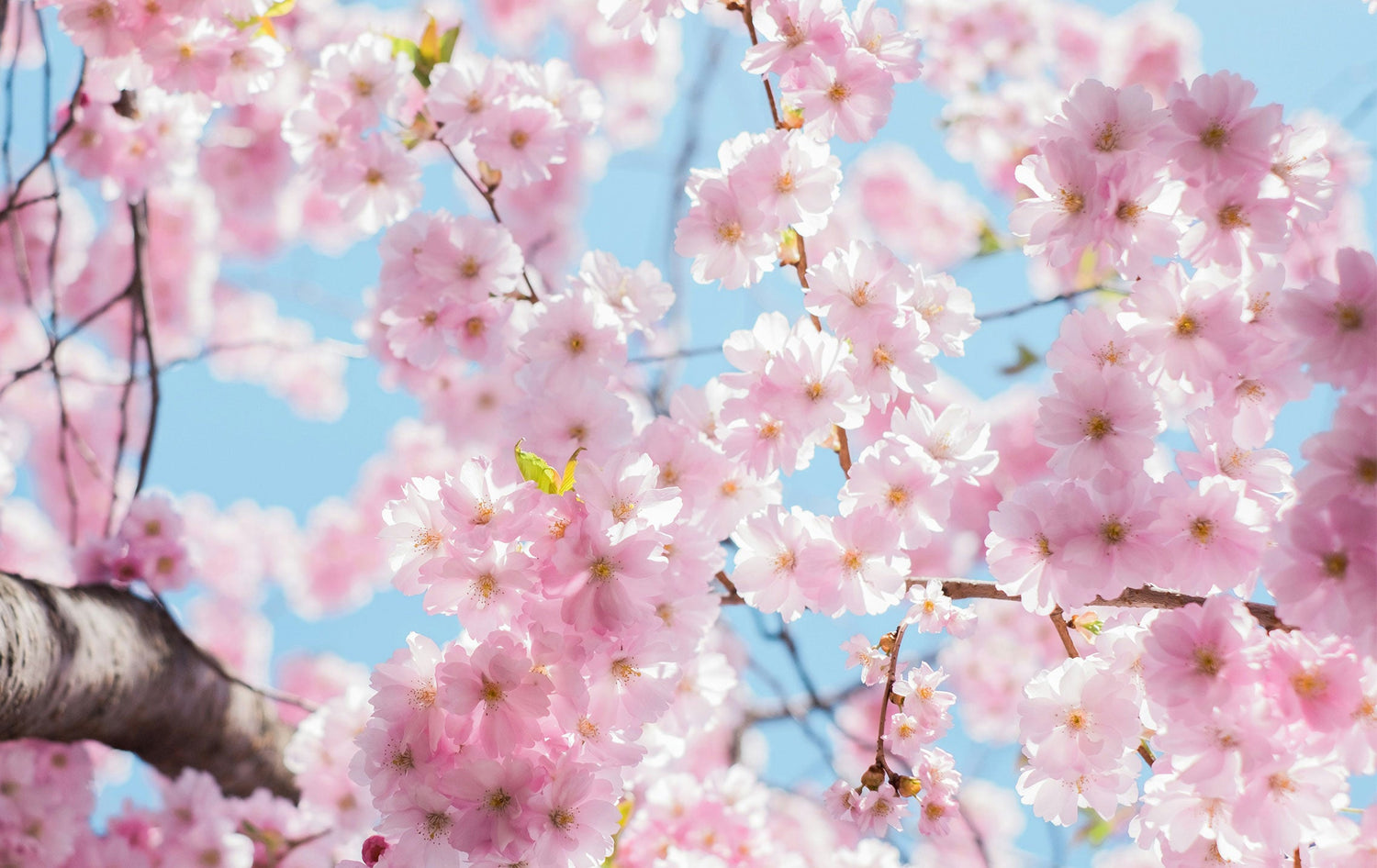 2026 Spring Sale: Japanese Floor Pillows, Zen Garden Statues & Premium Incense