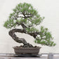 Grow Your Own Bonsai Tree Kit