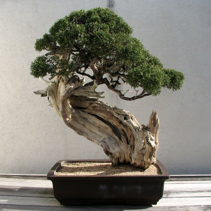Grow Your Own Bonsai Tree Kit