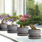Bonsai Variety Grow Kit - Set of 4