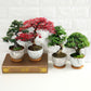 Deluxe Mini Bonsai Starter Kit - Set of 4