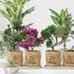 Complete Mini Bonsai Starter Kit - Set of 4